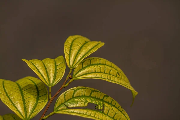 Yellow Leaves Bauhinia Kockiana Korth Plant Green Leaf Frame Isolated — Photo