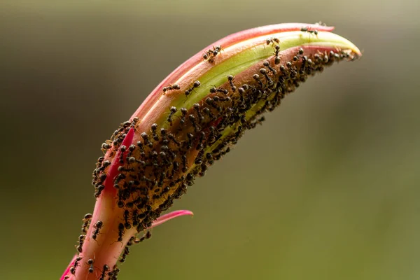 Flower Buds Filled Black Ants Plant Juices Ants Graze — Stockfoto