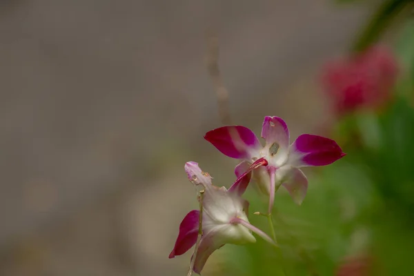 Flower Orchid Bloom Light Purple Isolated Brown Background — Stockfoto