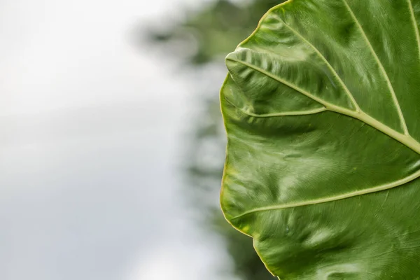 Foglie Della Pianta Del Taro Sono Ampie Fresche Verde Utilizzate — Foto Stock