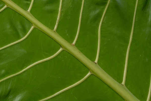 Leaves Taro Plant Wide Fresh Green Used Home Garden Decorations — Stockfoto