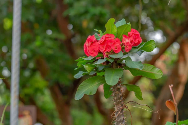 A pink crown of thorn flower with green leaves, the tree trunk has sharp thorns, for garden decoration