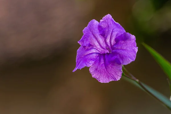 Uma Flor Petúnia Mexicana Que Cor Púrpura Claro Para Decorar — Fotografia de Stock