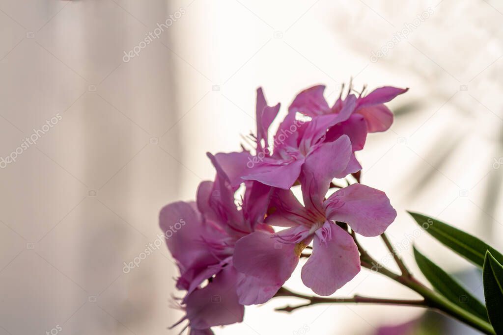 The oleander flower plant in bloom is light purple, used as an outdoor garden decoration at home
