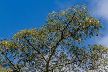 Tropikal iklimdeki ağaçların görüntüsü, mavi gökyüzünde ve dağ sisinde izole. Tropik bölgelerdeki dağların doğal bitkileri