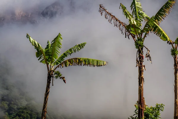 Banana plants that have cracked leaves caused by the harsh mountain winds, foggy mountain background. Highland view