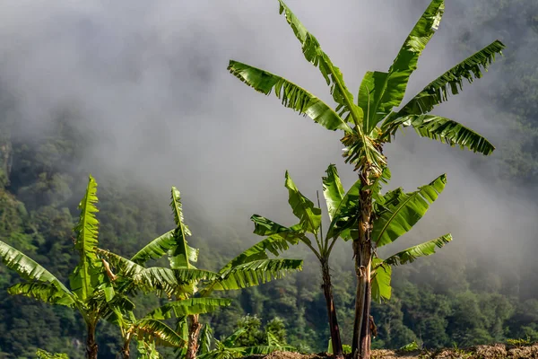 Banana plants that have cracked leaves caused by the harsh mountain winds, foggy mountain background. Highland view