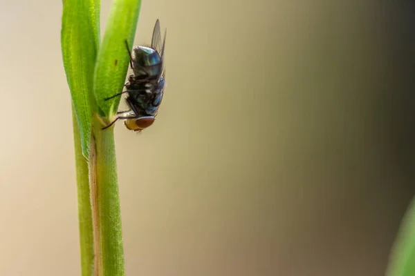 Fly Perched Green Leaf Stem Rural Natural Environment Fruit Fly — Stock Fotó