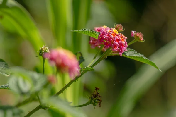Flowers Leaves Lantana Camara Plant Pink Flower Clusters Yellow Tips — 图库照片