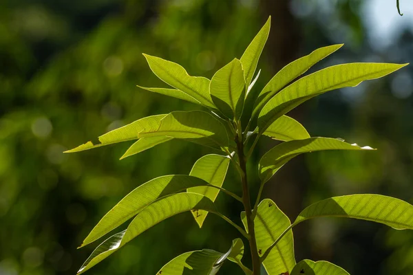 Výhonky Mangovníku Větví Které Mají Tuhé Zelené Husté Listy Tropické — Stock fotografie