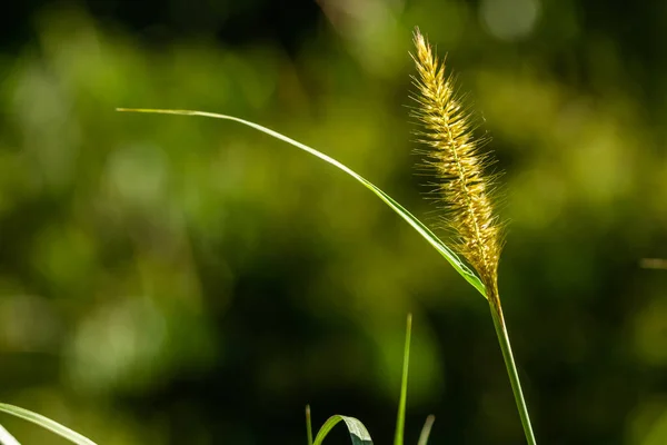 Tubular Pigeon Grass Flower Contains Collection Flowers Pointed Hairy Ends — Foto de Stock