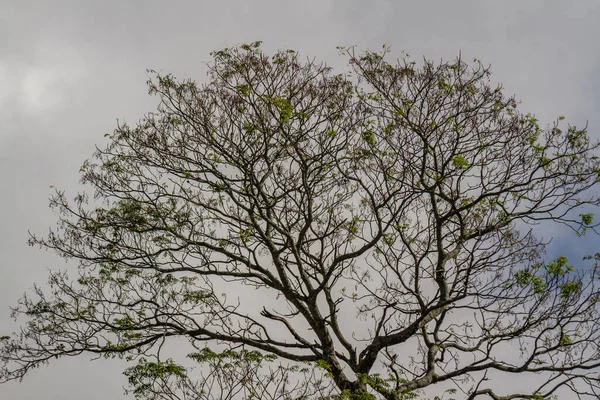 View Trees Tropical Climate Isolated Blue Sky Mountain Fog Natural — Φωτογραφία Αρχείου