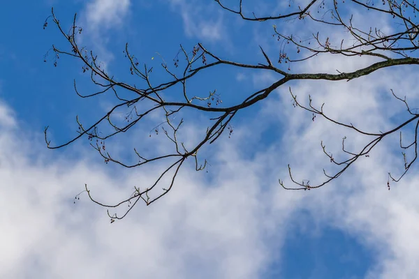 View Trees Tropical Climate Isolated Blue Sky Mountain Fog Natural — Fotografia de Stock