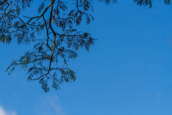Vista Árboles Clima Tropical Aislados Cielo Azul Niebla Montañosa Vegetación — Foto de Stock
