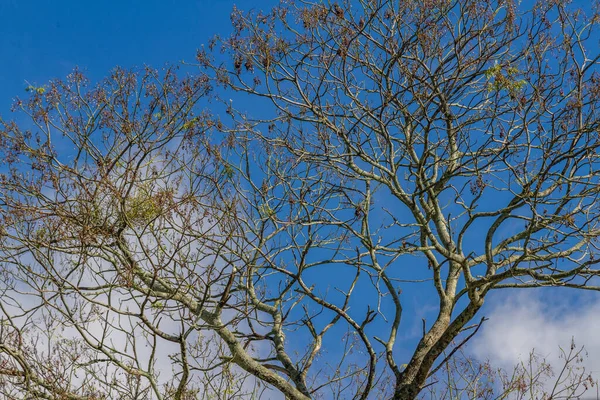 Άποψη Των Δέντρων Στο Τροπικό Κλίμα Απομονωμένο Γαλάζιο Ουρανό Και — Φωτογραφία Αρχείου