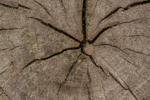 Κοντινό Πλάνο Κορμού Δέντρου Που Έχει Κοπεί Μεσαίο Τμήμα Έχει — Φωτογραφία Αρχείου