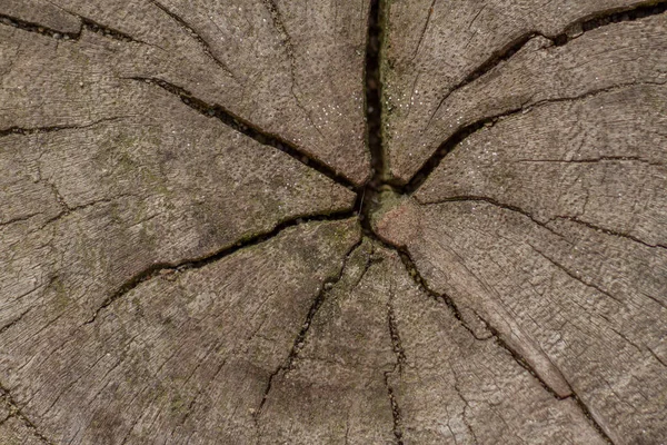 Close Tree Trunk Has Been Cut Middle Part Has Begun — Φωτογραφία Αρχείου