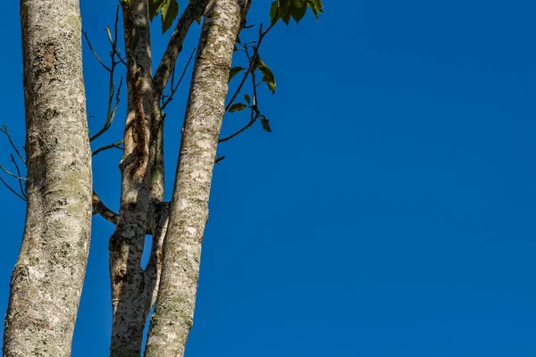 Άποψη Των Δέντρων Στο Τροπικό Κλίμα Απομονωμένο Γαλάζιο Ουρανό Και — Φωτογραφία Αρχείου