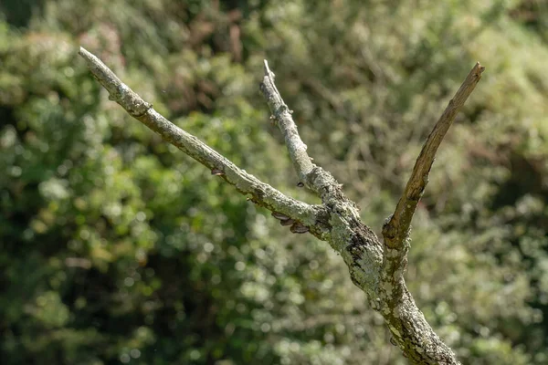 Νεκρά Κλαδιά Δέντρων Καφέ Ξύλο Έχει Γίνει Πράσινο Λόγω Βρύων — Φωτογραφία Αρχείου