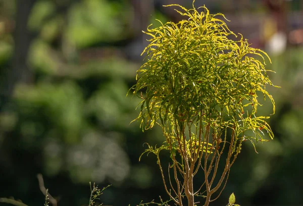 Ming Aralia Plant Which Has Elongated Flat Leaves Has Combination — Stock Fotó