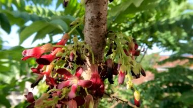 Bilimbi fruit plants that are in bloom, are shaped like small bells in a combination of red, yellow, and green. The fruit is for fresh vegetables or cooking spices