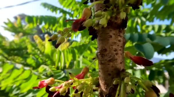 Bilimbi Fruit Plants Bloom Shaped Small Bells Combination Red Yellow — Stock video
