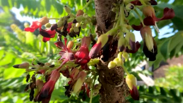 Bilimbi Fruit Plants Bloom Shaped Small Bells Combination Red Yellow — Stockvideo