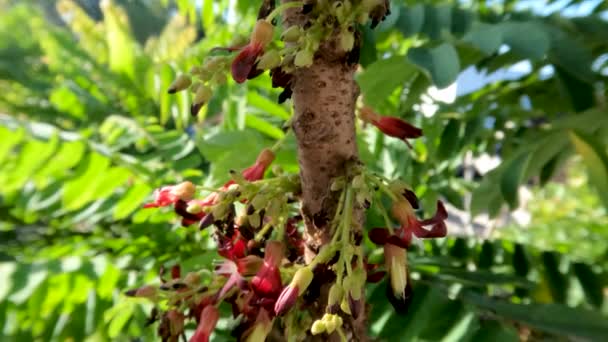 Bilimbi Fruit Plants Bloom Shaped Small Bells Combination Red Yellow — Stock video