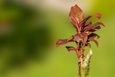 Geniş yapraklı nilüfer yaprağı bitkisi yeşil ve kırmızı yaprak renklerinin bir kombinasyonuna sahiptir, tropik ormanların doğal bitki örtüsü