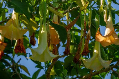 Datura Metal bitkisinin çiçeği sarı bir çan şeklinde, yeşil yaprakların arka planı bulanık.