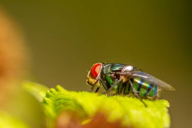 Yeşil bir sinek eğreltiotu yaprağına tünemiş, bulanık bir arka planda izole edilmiş.