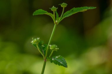 Yosun bitkisi, sert ve sivri yüzeyi olan bir top şeklinde çiçek, gençken yeşil, yaşlıyken kahverengiye dönen, bulanık bir arka planda izole edilmiş.
