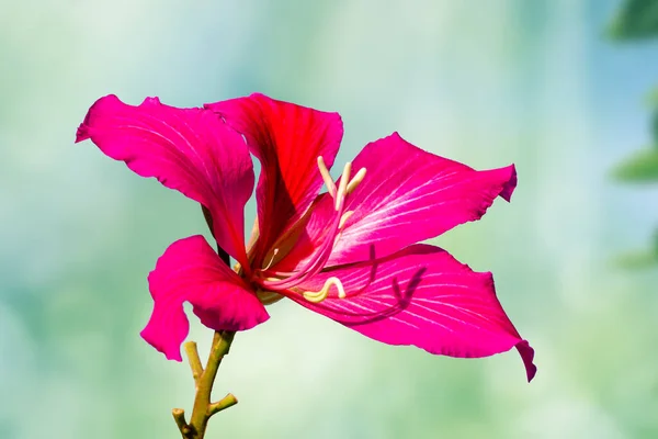 Květy Kvetoucí Bauhinie Jsou Červené Růžové Zelenými Okvětními Lístky Špička — Stock fotografie