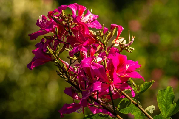 Las Flores Florecientes Bauhinia Son Rojas Rosadas Con Pétalos Verdes —  Fotos de Stock
