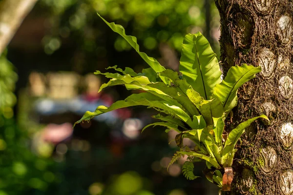 Bird Nest Fern Lives Attached Fern Trunk Natural Vegetation Tropical — Fotografia de Stock