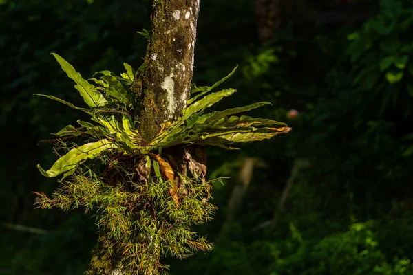 Bird\'s nest fern that lives attached to a fern trunk, natural vegetation of a tropical forest