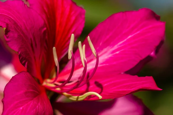 Las Flores Florecientes Bauhinia Son Rojas Rosadas Con Pétalos Verdes —  Fotos de Stock