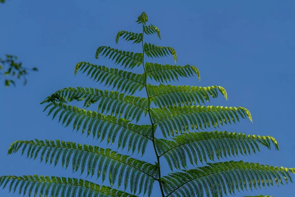 Verse Groene Varen Bladeren Geïsoleerd Een Wazige Achtergrond Natuurlijke Vegetatie — Stockfoto