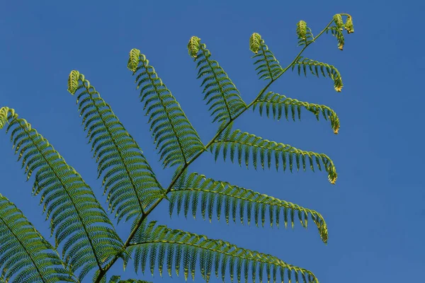 Свежие Зеленые Листья Папоротника Изолированные Размытом Фоне Естественная Растительность Местах — стоковое фото