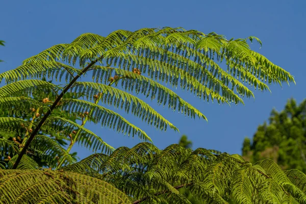 Свежие Зеленые Листья Папоротника Изолированные Размытом Фоне Естественная Растительность Местах — стоковое фото