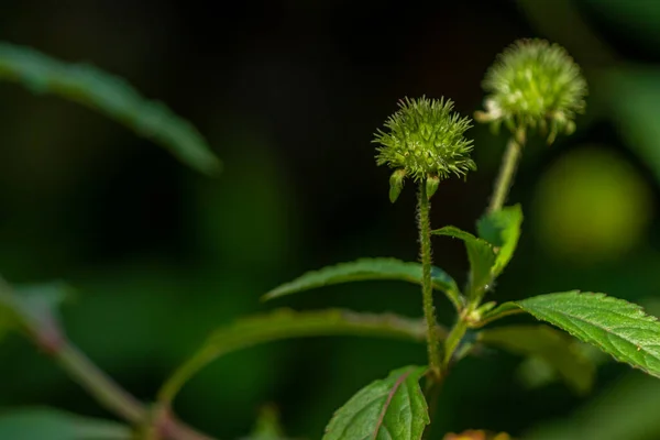 Knobweed Rostlina Květina Podobě Koule Drsným Špičatým Povrchem Zelená Když — Stock fotografie
