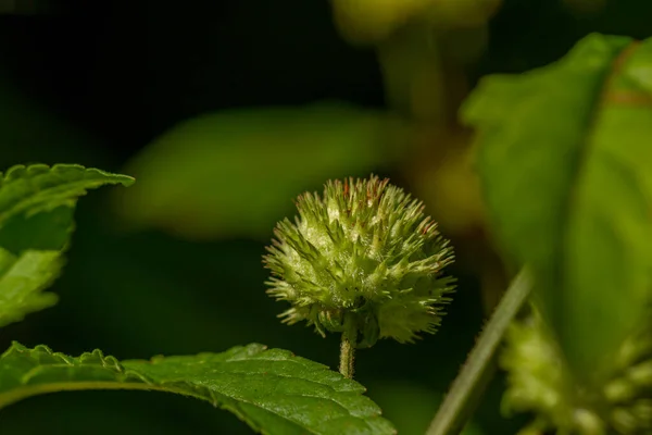 Knobweed Plant Flower Form Ball Rough Pointed Surface Green Young — Photo