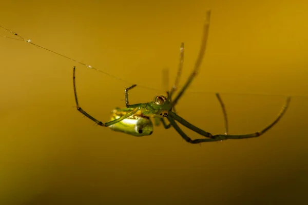 Spider Waiting Prey Webs Trap Isolated Blurry Background — Stok fotoğraf
