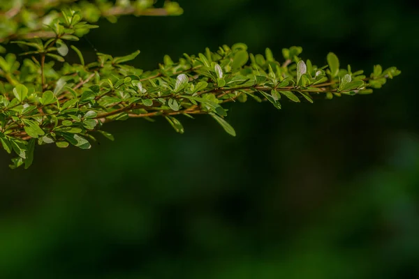 Leaves Madagascar Almod Plant Small Green Used Shade Plants Isolated — Φωτογραφία Αρχείου