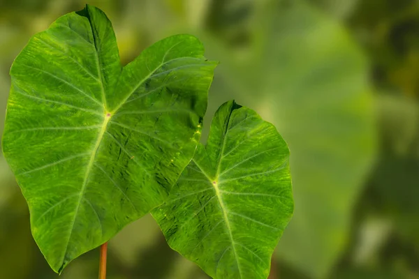 Foglie Forma Cuore Della Pianta Del Taro Sono Verdi Hanno — Foto Stock