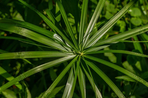 The leaves of the umbrella sedge plant in the form of small blades spread out to form like an umbrella, isolated on a blurry background