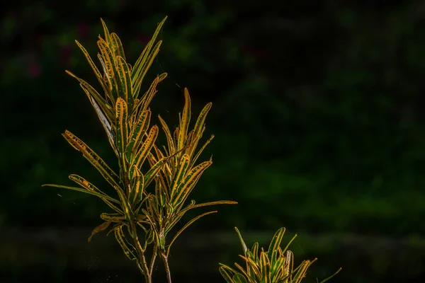 Leaves Variegated Croton Plant Combination Green Yellow Used Indoor Outdoor — Φωτογραφία Αρχείου