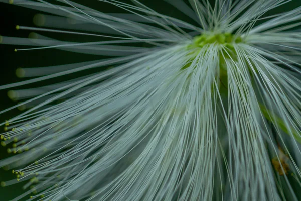 Mimosa Bloemplant Bloei Bloem Vorm Van Lange Witte Vezels Geïsoleerd — Stockfoto