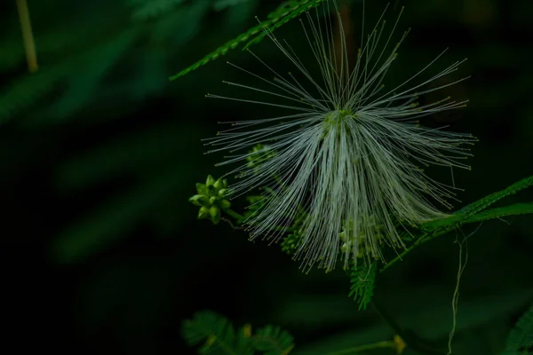 Mimosa flower plant in bloom, the flower is in the form of long white fibers, isolated on a blurry background