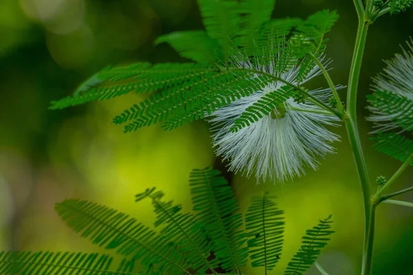 Mimosa Flower Plant Bloom Flower Form Long White Fibers Isolated — Stock fotografie